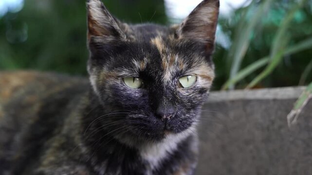 Close Up Shot of A Stray Tortoiseshell Cat