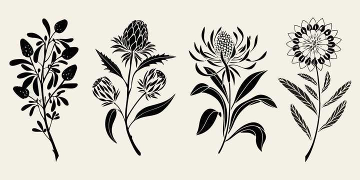 Botanical illustration of four native australian wildflowers in silhouette