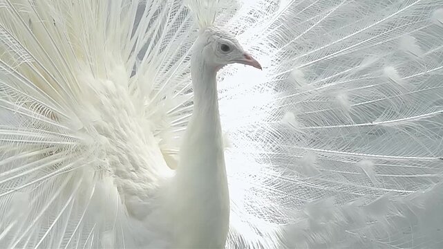 Elegant white peacock displaying its magnificent fanned tail feathers in slow motion