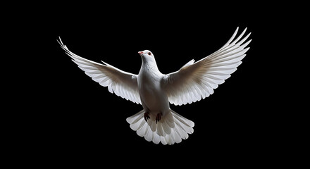 Fototapeta premium Elegant white dove soaring with spread feathers on black