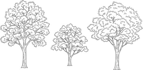 Three black and white line trees with detailed branches and leaves in a natural setting line black and white © Montaha,, Creatives