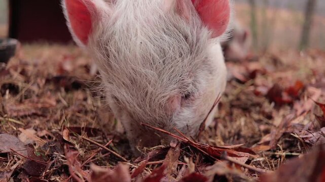 Yorkshire Piglet Rooting in Ground Among Fallen Leaves on Farm