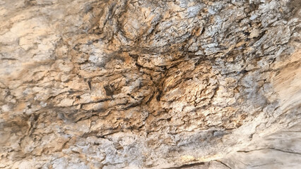 Fototapeta premium Natural tree bark texture background, rough wood trunk surface pattern