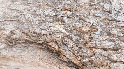 Natural tree bark texture background, rough wood trunk surface pattern