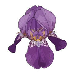 Beautiful Purple Iris Flower Illustration