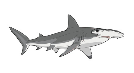 Fototapeta premium Hammerhead Shark Illustration - Marine Life, Ocean Predator