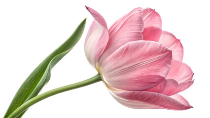Obraz premium pink tulip isolated on transparent background