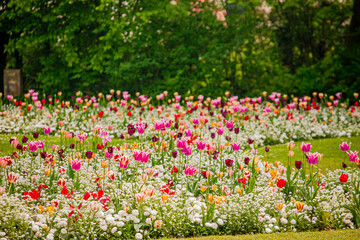 Naklejka premium Colorful tulip garden blooms vibrantly under the warm sun amidst lush green surroundings
