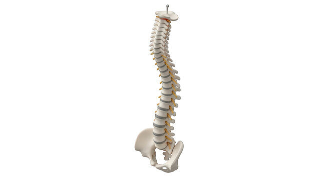Human spine anatomy model with pelvis and lumbar vertebrae isolated on transparent background