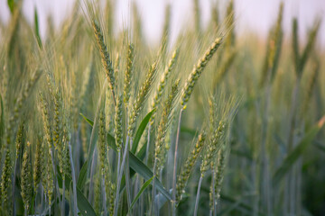 Close Up of Fresh Green Wheat Spikes Growing in Agricultural Field