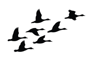 A flock of black silhouetted geese are dynamically flying across a white background © tarek