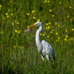 Fototapeta premium Great egret hunting and catching a gopher in a grassy wildflower meadow