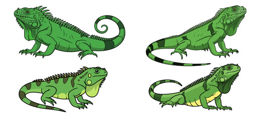 Fototapeta premium Set of Four Detailed Green Iguana Lizard Illustrations in Various Natural Poses