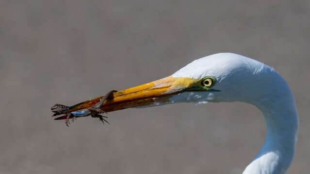 Great egret catching a lizard in its beak in bright daylight