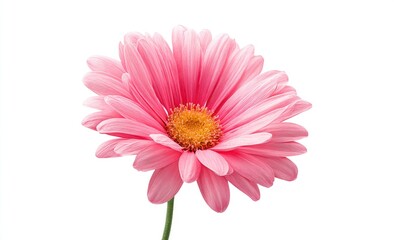 Isolated close-up of a pink gerbera daisy with yellow center against a white background