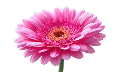 Close-up of a vibrant pink flower with a brown center, green stem, isolated on white