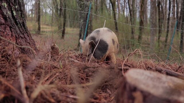 Female Potbelly Piglet Rooting in Woodland Dirt by Tree and Fence