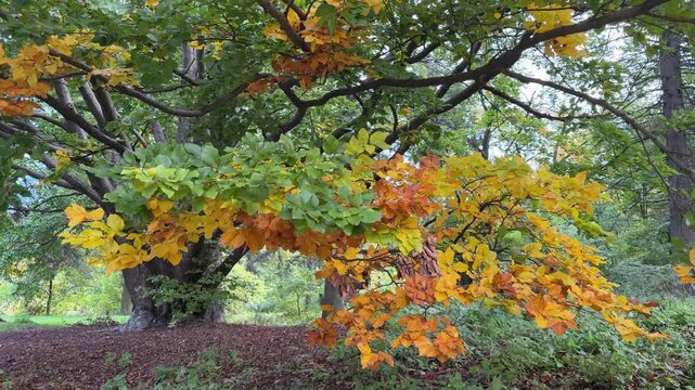 Autumn beech tree in the park.