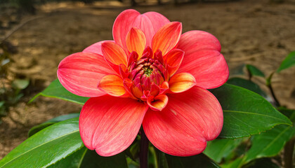 Red beautifull Flower with sand background 