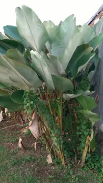 Calathea lutea or Banana calathea blowing in the breeze in the garden. Also called Meranti sepat pisang, Cuban cigar, Pampano. Natural background