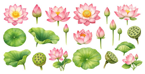 A charming watercolor collection of pink lotus flowers, buds, leaves, and seed pods for botanical clipart and spa wellness design. © liana