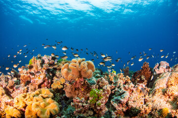 coral reef and fishes © Tristan 