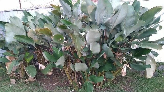 Beautiful Calathea lutea or Banana calathea blowing in the breeze in the garden. Also called Meranti sepat pisang, Cuban cigar, Pampano. Natural background