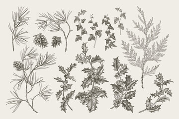 Hand-drawn vintage botanical set of winter flora &mdash; pine, holly, cypress, ivy, and pinecones. Detailed line art. Black and White