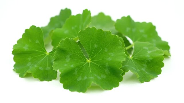 Fresh Green Centella Asiatica Leaves Isolated.