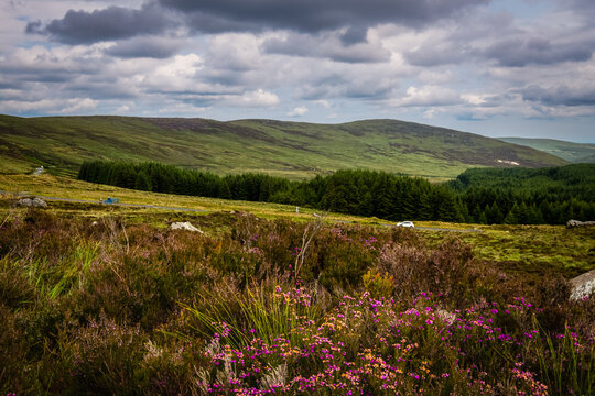 Rolling Hills and Heather Fields in Wicklow Mountains, Ireland