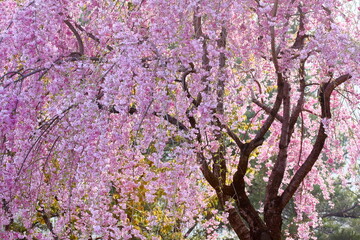 満開の八重紅枝垂れ桜