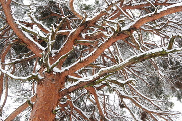 雪の積もる赤松の木