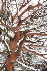 雪の積もる赤松の木