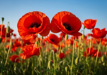 Obraz premium Bright red poppies blooming in a lush green field under clear blue sky