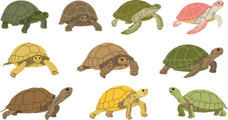 Fototapeta premium Realistic turtle and sea turtle collection detailed vector illustration set isolated on white background reptile wildlife animal bundle