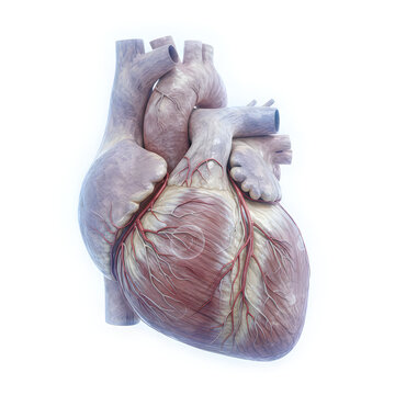 Anatomical illustration of a human heart with visible chambers and major blood vessels