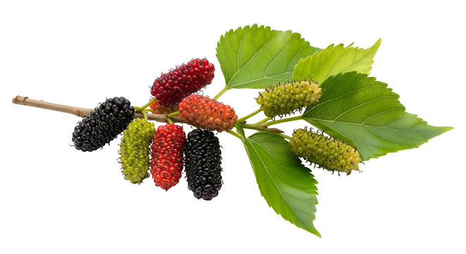 Mulberry Fruit Branch with Green Leaves.
