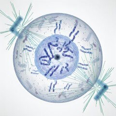 Fototapeta premium Microscopic view of a diatom with intricate silica cell wall structure and flagella