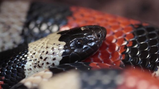 Closeup of a Pueblan Milk Snake, Lampropeltis triangulum campbelli, a colourful reptile related to King Snakes.