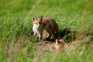 lis na polu © marsad