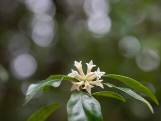 春の森の胡椒の木の花
