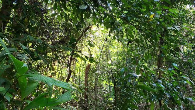 Capuchin monkeys in Costa Rican jungle