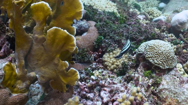 Small drumfish swims back and forth across a colourful section of the reef, the camera and fish move gently forward and back with the swell of the ocean.