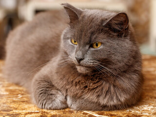 Obraz premium A grey cat is laying on a table