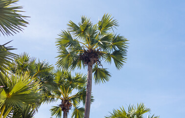 Fototapeta premium A palm tree with a lot of leaves is in the middle of a blue sky