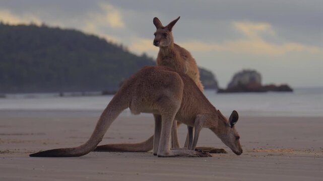 Cape Hillsborough National Park Kangaroo Wallaby wildlife animal early morning sunrise roos feed scratch itching Casuarina Beach Cove Twin Beach Lookout Australia Wedge Island Orchid Rock Queensland