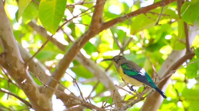 Male Malachite sunbird in non-breeding eclipse plumage singing from tree