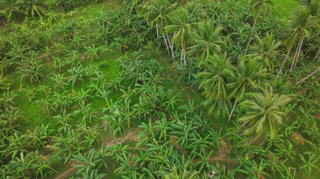 Lush tropical banana and coconut grove seen from above in vivid green tones