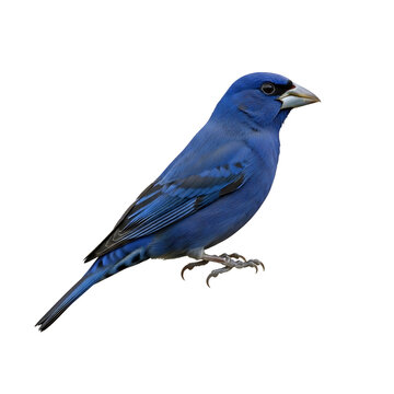 Bright blue western scrub jay perched with detailed feathers and curved beak isolated on a transparent background