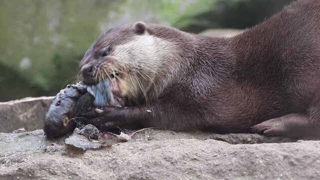 Close up of Asian small-clawed otter (Aonyx cinerea) eating a fresh fish, side view